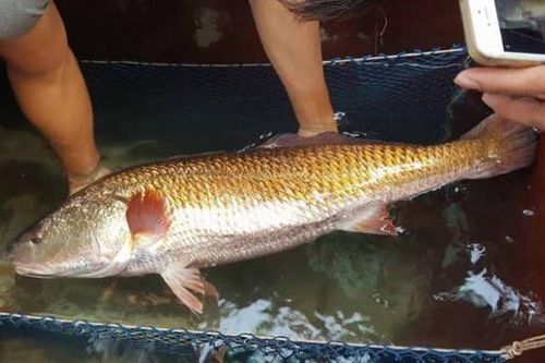 Loài cá đắt bậc nhất Việt Nam, trong bụng chứa một thứ vô cùng quý hiếm được định giá tiền tỷ