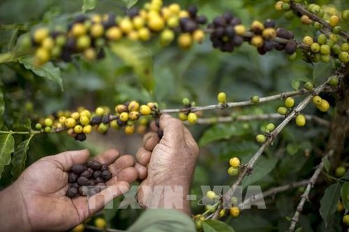 Sản lượng cà phê của Brazil dự kiến tăng ba năm liên tiếp