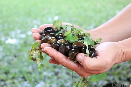 Hải Dương: Đổi đời, thành tỷ phú nhờ mô hình nuôi ốc nhồi thương phẩm
