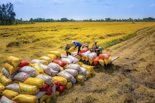 Năm 2024, An Giang đặt mục tiêu kim ngạch xuất khẩu gạo đạt 325 triệu USD