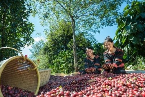 Doanh nghiệp xuất khẩu lao đao khi giá cà phê tăng, Hiệp hội cà phê khuyến cáo gì?