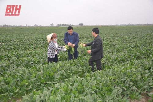 Xây dựng huyện nông thôn mới gắn với phát triển sản xuất trên quê hương Hậu Lộc