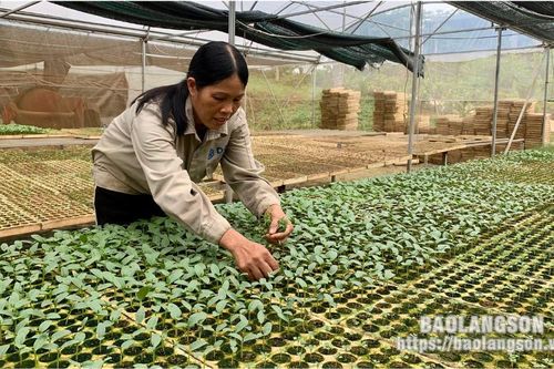 Khó khăn trong mở rộng diện tích trồng rau an toàn