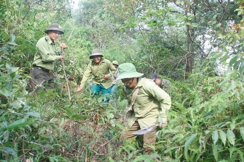Tăng cường quản lý, bảo vệ và phát triển rừng