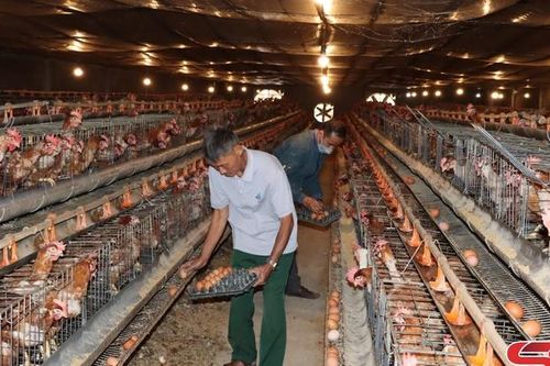 Sông Mã phát triển chăn nuôi theo hướng hàng hóa