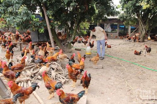 Bàn Đạt linh hoạt phát triển kinh tế