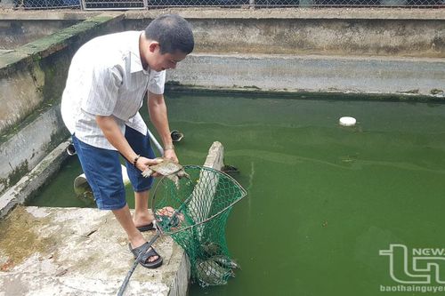 TP. Phổ Yên: Phấn đấu sản lượng thủy sản đạt trên 2.100 tấn