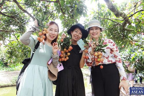 Hải Dương sẽ cắt băng xuất khẩu vải Thanh Hà lần đầu tiên tại ga Cao Xá