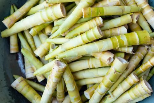 Măng tre có triển vọng thành nguồn thực phẩm bền vững cho thế giới