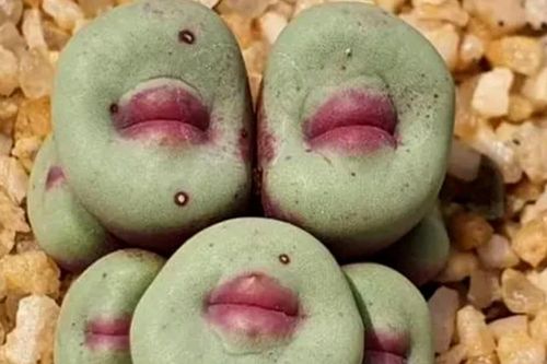 Ngắm loài cây sở hữu đôi môi quyến rũ