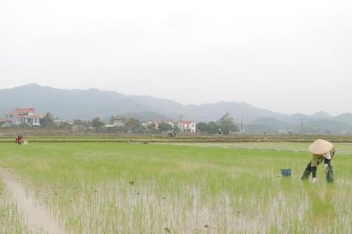 Nông dân tập trung chăm sóc phòng trừ sâu bệnh hại lúa xuân