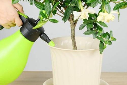 6 loại 'rác nhỏ' là 'xơ miễn phí', vun một nắm vào chậu hoa đảm bảo đất sẽ tươi tốt