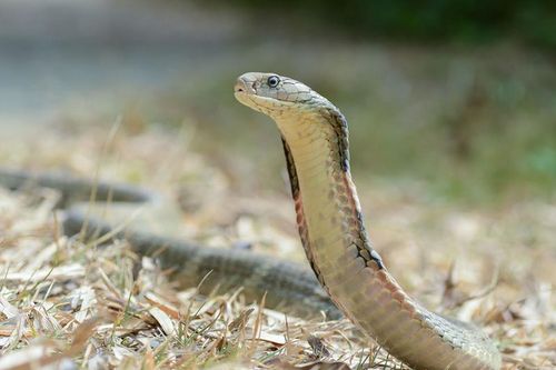 Phát hoảng 'quái thú' lẩn quất trong sân nhà làm chuyện động trời
