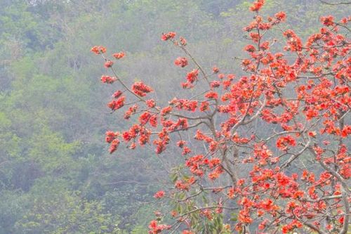 Hoa gạo cổ thụ đua nhau khoe sắc đỏ rực rỡ ở ngoại thành Hà Nội