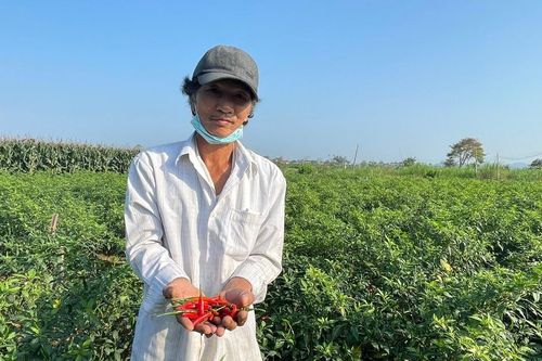 Điệp khúc ớt được mùa nhưng rớt giá, nông dân Quảng Ngãi lo lắng