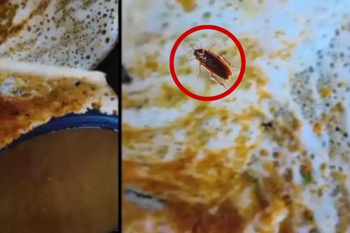 Tìm ra 8 con gián trong chiếc bánh ăn dở, du khách kinh hãi khi vào bếp nhà hàng