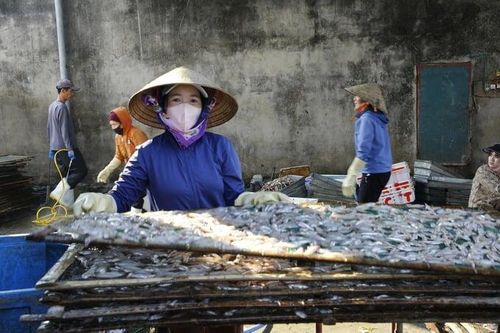 Nặng trĩu mùa cá cơm Quỳnh Lập