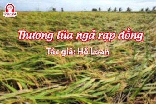 Tản văn hay: Thương lúa ngả rạp đồng