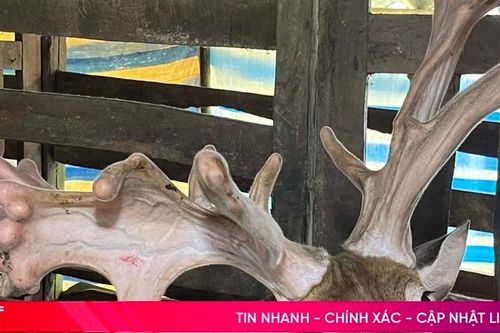 Cặp nhung thế 'đa chồi, rộ lộc' tại thủ phủ hươu sao Hà Tĩnh