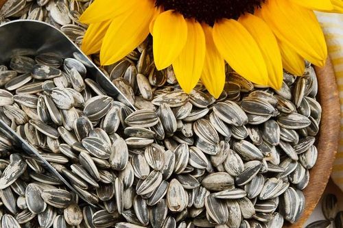 Ai không nên ăn hạt hướng dương để tránh nguy cơ gặp vấn đề về sức khỏe?