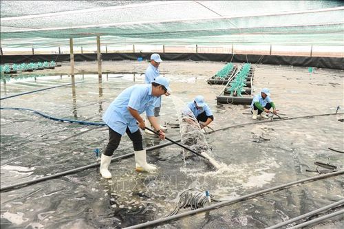 Khắc phục khó khăn, hợp sức đưa ngành tôm vượt khó