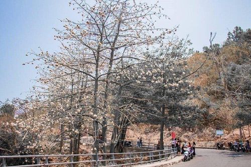 Mê mẩn đường bông gòn bung nở trắng tinh tựa tuyết mùa hè ở Vũng Tàu