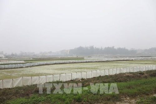 Hiệu quả từ mô hình diệt chuột tập trung có hợp đồng đền bù thiệt hại