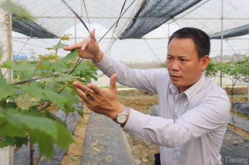 Trở thành tỷ phú nhờ trồng nho Hạ Đen