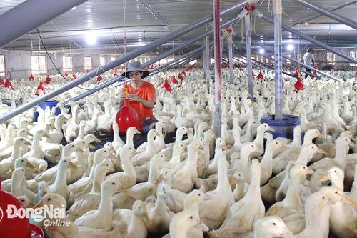Phòng, chống dịch bệnh để phát triển chăn nuôi bền vững