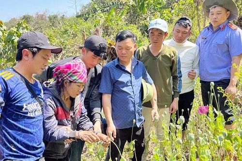 Ngăn chặn tình trạng trồng và sử dụng cây thuốc phiện