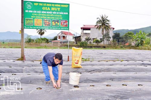 Đa lợi ích từ mô hình sản xuất mùn dinh dưỡng