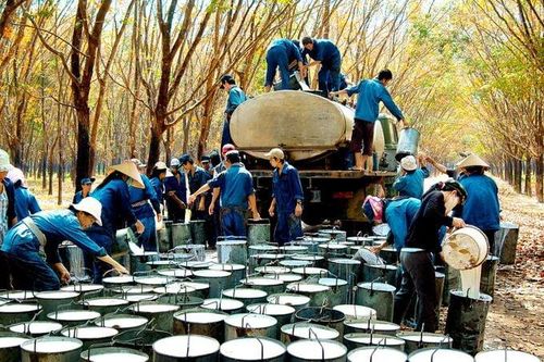 Agriseco chỉ ra 5 nhóm cổ phiếu tiềm năng trong mùa báo cáo quý 1