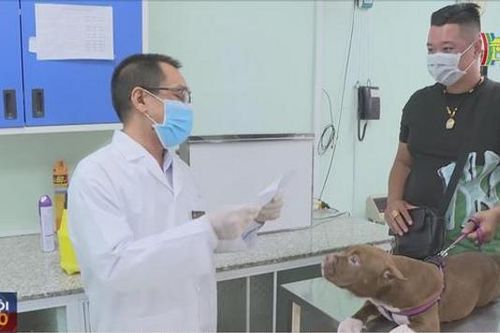 TP. Hồ Chí Minh đề xuất nuôi chó, mèo phải đăng ký