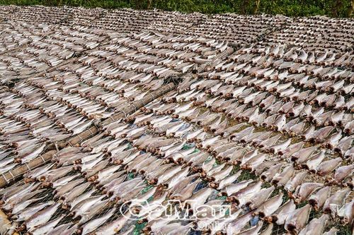 Về Cà Mau thưởng thức khô cá đù