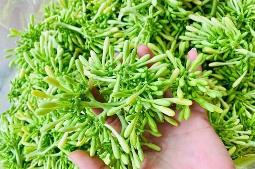 Hoa đu đủ ngâm mật ong tốt sức khỏe, nhưng chuyên gia lưu ý điều cần tránh khi dùng