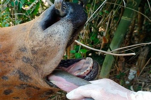 Quảng Trị: Dịch lở mồm long móng lây lan do chậm báo cáo