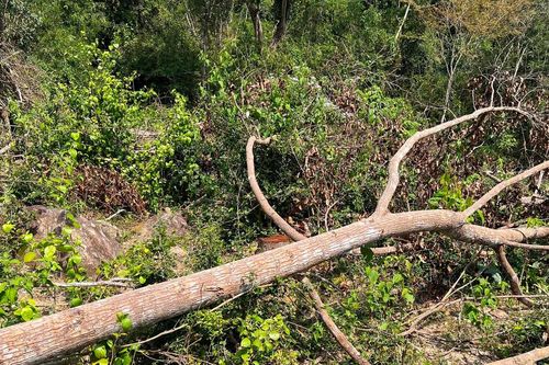 Bình Định: Khởi tố vụ án phá rừng phòng hộ để lấy đất trồng rừng