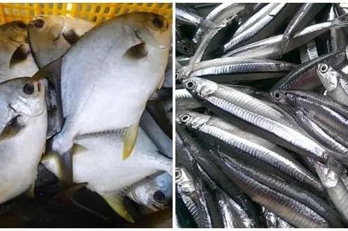Hải sản loại nhỏ có nhiều dinh dưỡng quý