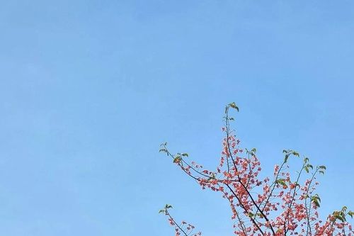 Ngọt đắng vị ô môi