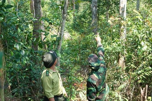 Rừng xanh đa dụng, đa giá trị