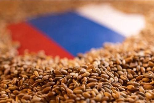 Các nhà xuất khẩu lúa mì EU phụ thuộc vào Maroc, Trung Quốc khi Nga mở rộng thương mại