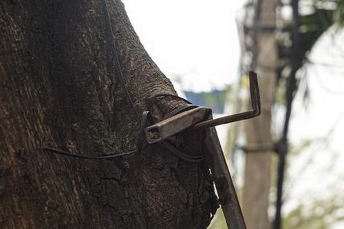Hàng loạt cây xanh ở Hà Nội bị đóng đinh giăng đèn, treo bảng hiệu