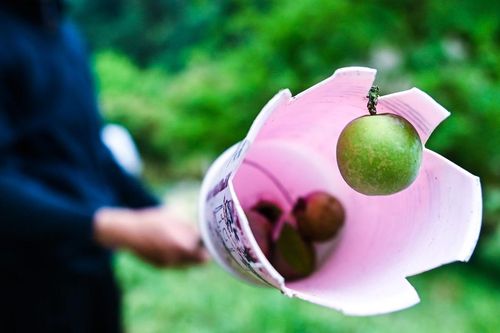 Du khách đổ lên Mộc Châu, 'tranh nhau' hái mận đầu mùa vừa chua vừa đắt