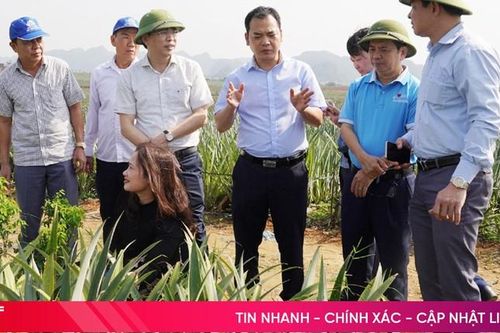 Hương Sơn sẽ trồng loại cây lọt top 50 trái cây đặc sản nổi tiếng nhất Việt Nam