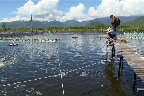 Lợi nhuận hàng chục tỷ đồng nhờ ứng dụng công nghệ trong nuôi tôm