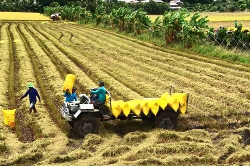 An Giang hướng đến mục tiêu kim ngạch xuất khẩu gạo đạt 330 triệu USD