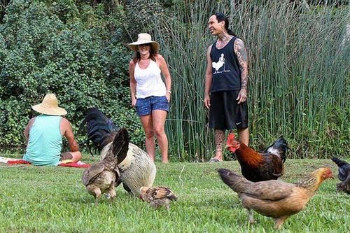 Kỳ lạ vùng đất nơi hàng nghìn con gà chạy rông nhưng không ai ăn