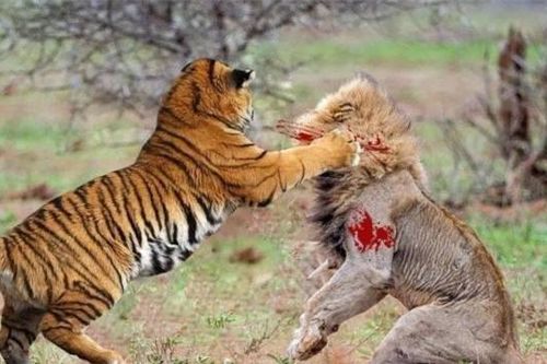 Tại sao nói chỉ có sư tử chết đói mà không có hổ chết đói? Sự khác biệt giữa hai loài động vật trong những năm cuối đời là gì?
