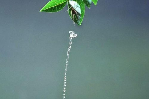 Loài động vật nào săn mồi giỏi nhất thế giới?