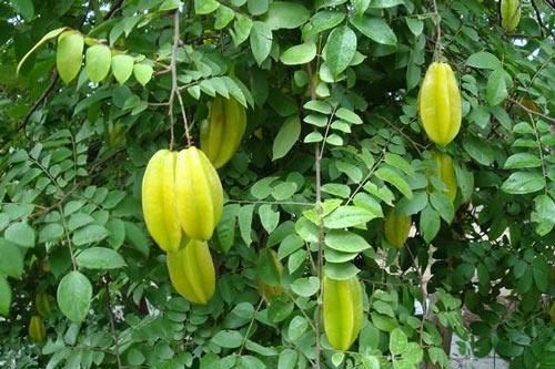 Trị mụn trứng cá bằng loại lá quen thuộc bạn đã thử chưa?